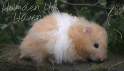 Jolly Cream Giant- Red Eyed Cream Banded Longhaired